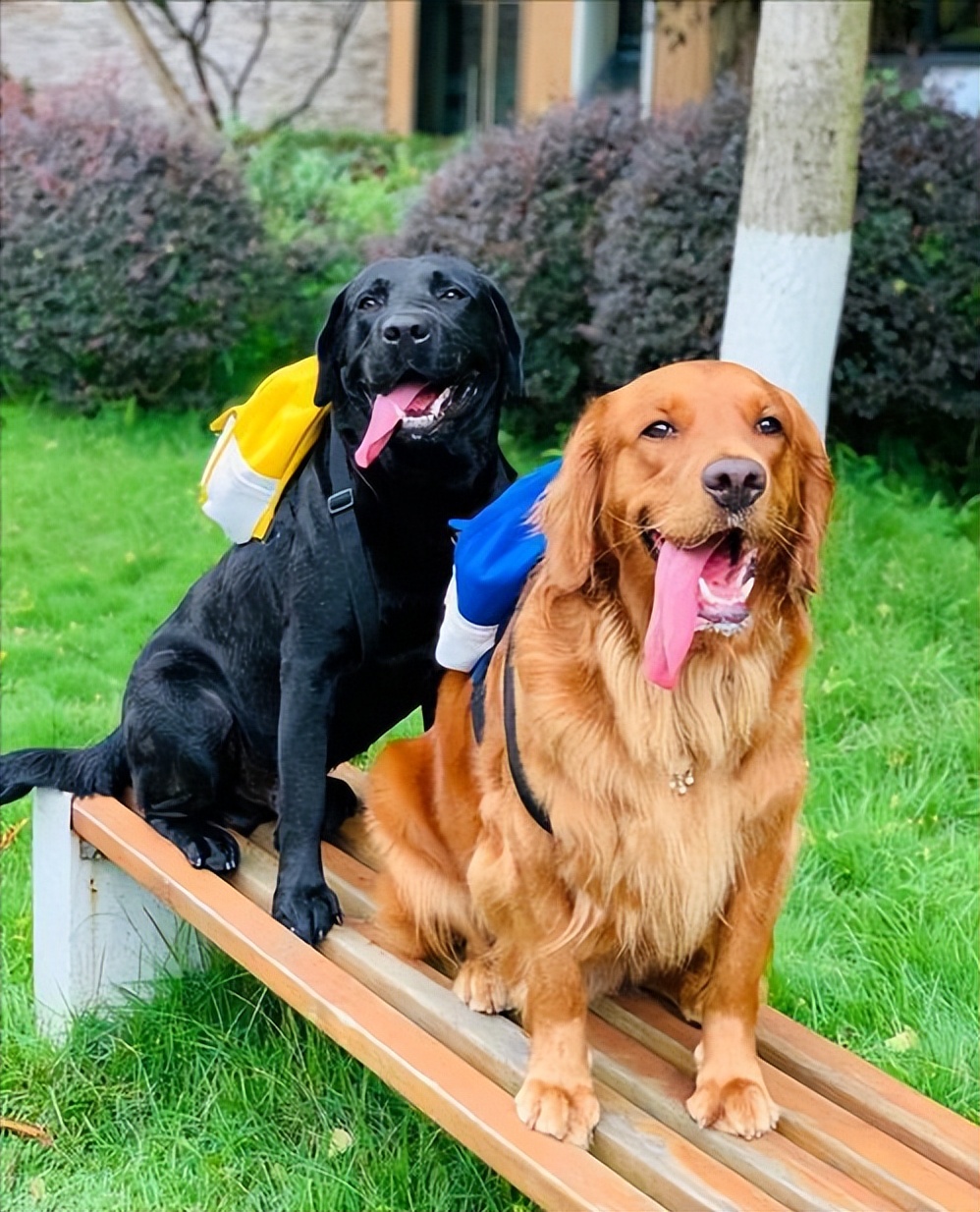 什么狗比较适合暴脾气的人养,警戒性强且适合养的狗