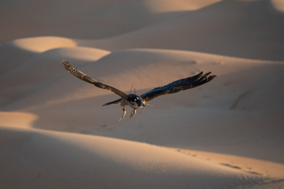 尼康拍野生动物,最好的拍野生动物相机