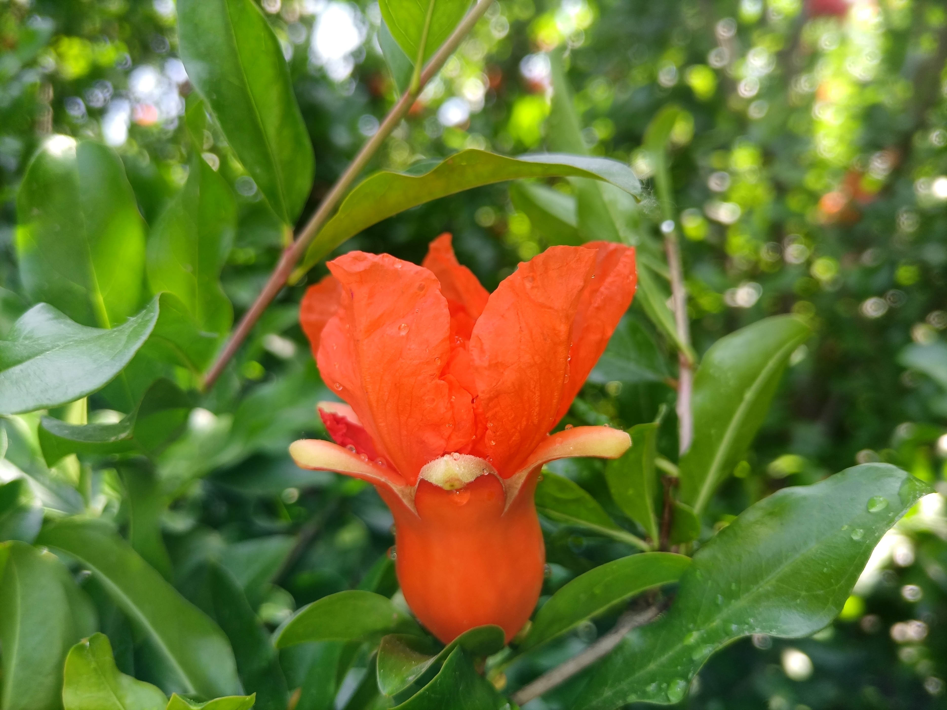 五月石榴花开的唯美诗句,关于石榴花的美文和诗句