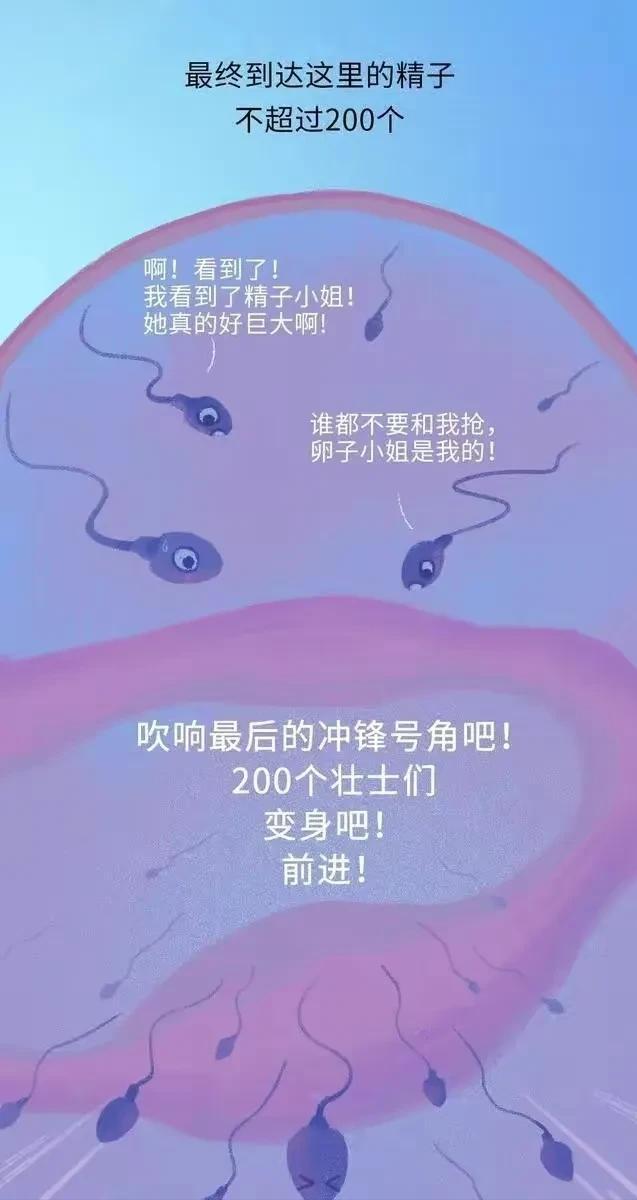 精子进入女性体内，会发生什么？有些刺激（漫画）