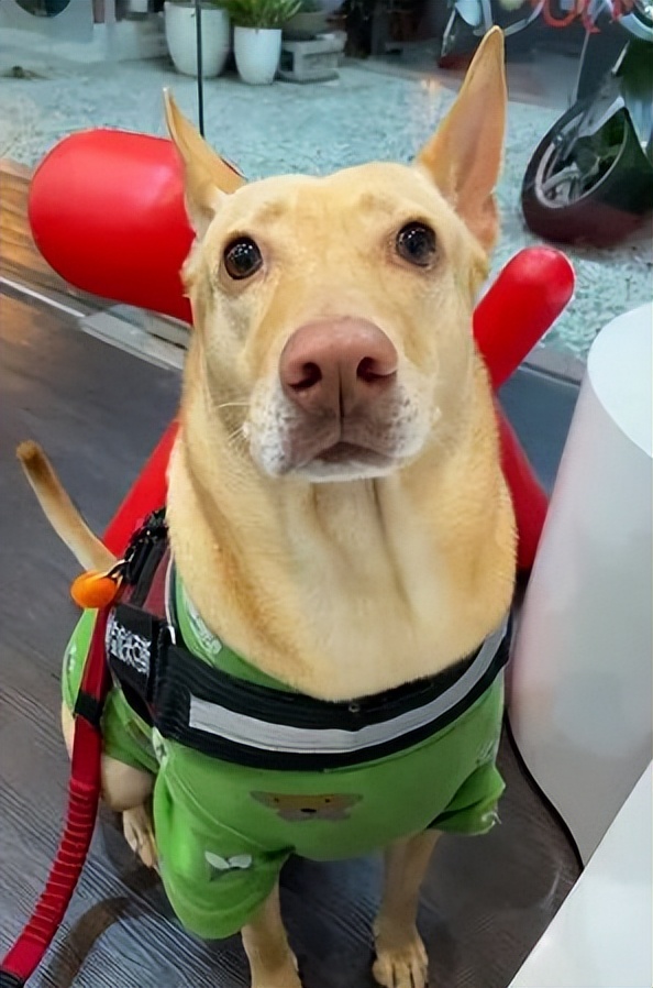 狗狗眼睛不舒服一直眯着,狗狗眯着眼睛怎么回事