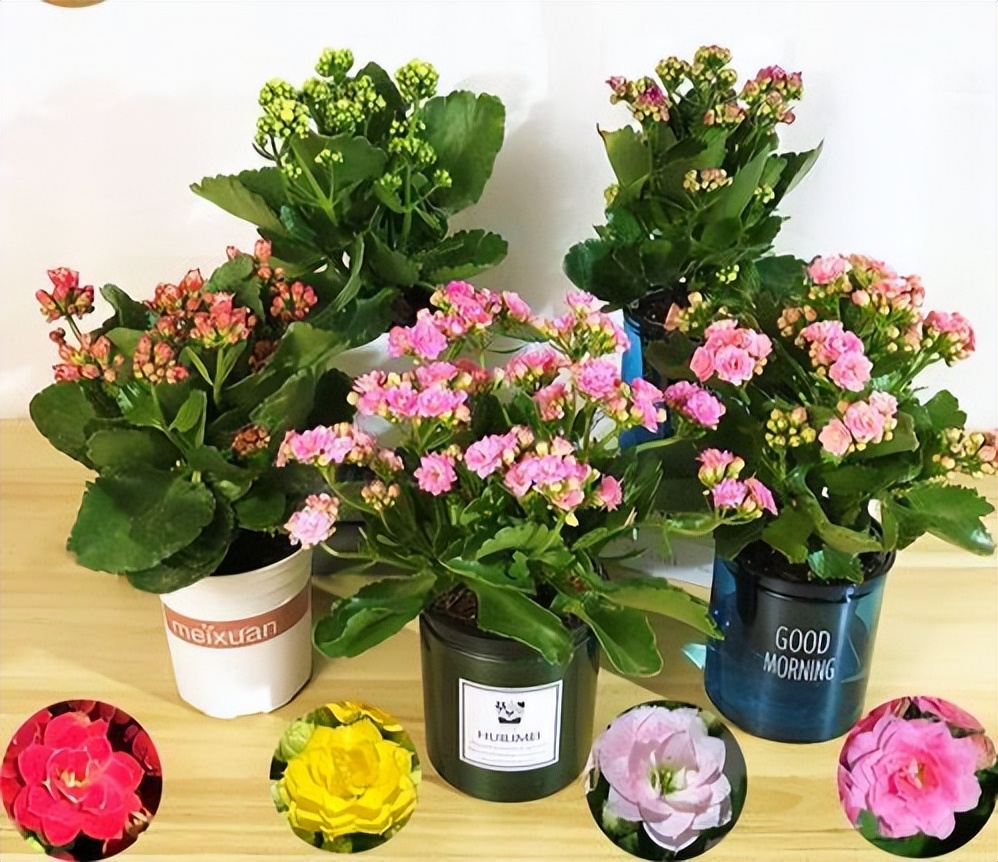 摆在家里最旺的十种花,什么花摆放卧室好养又好看