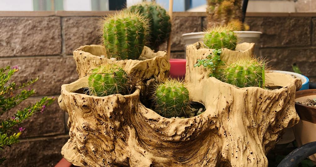 仙人球养护技巧和方法,仙人球的病虫害如何防治呢