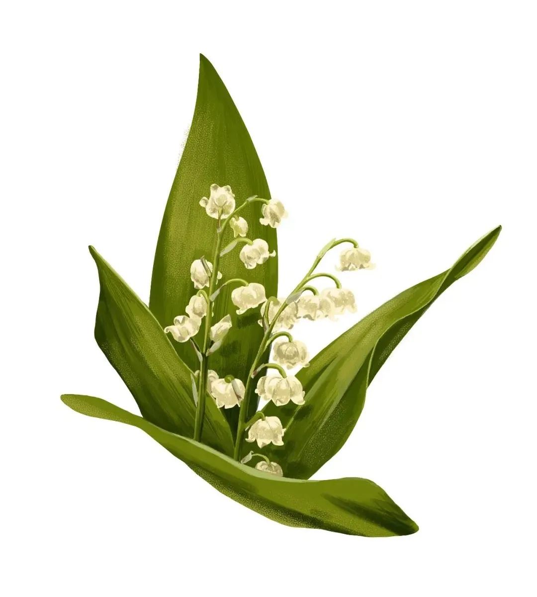 铃兰花怎么养护,铃兰花的养护小技巧