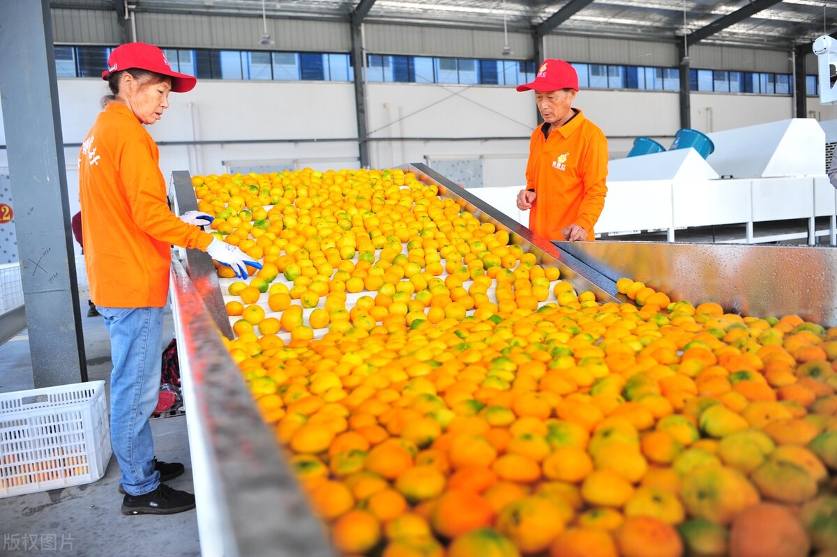 中俄农业合作新政策 (中俄农业合作最新消息)