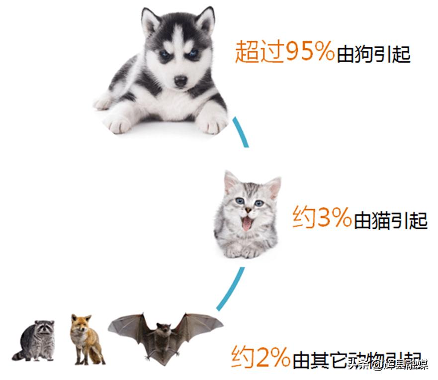 在户外如何预防被动物咬伤,假期意外伤害防治