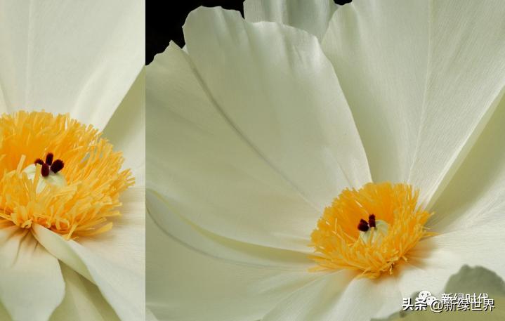 一组纸艺作品,令人惊艳的纸艺作品