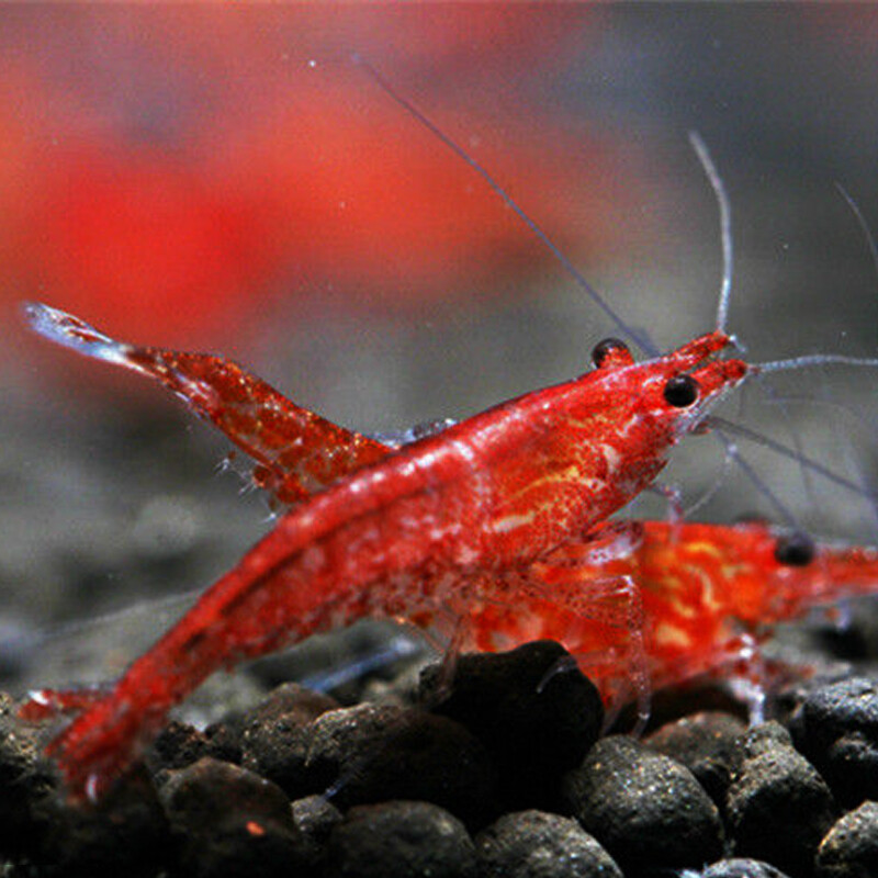 常见的宠物虾,哪种宠物虾比较好养