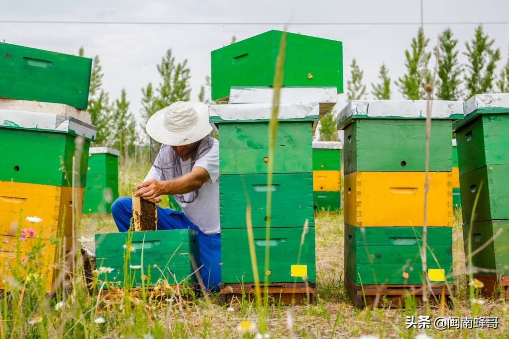 早晚温差大养蜂怎么管理,养蜂自然温好还是加温的好
