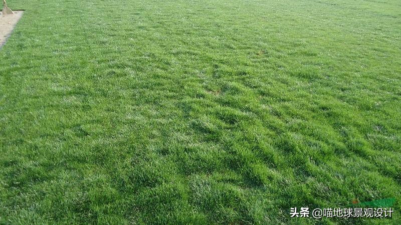 山东地区适合种植什么草皮,山东地区草坪