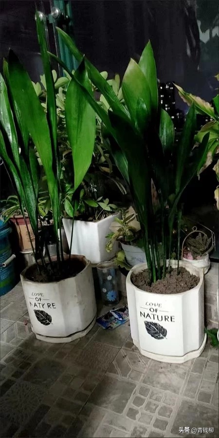 观叶兰一叶兰,观叶盆栽植物大全