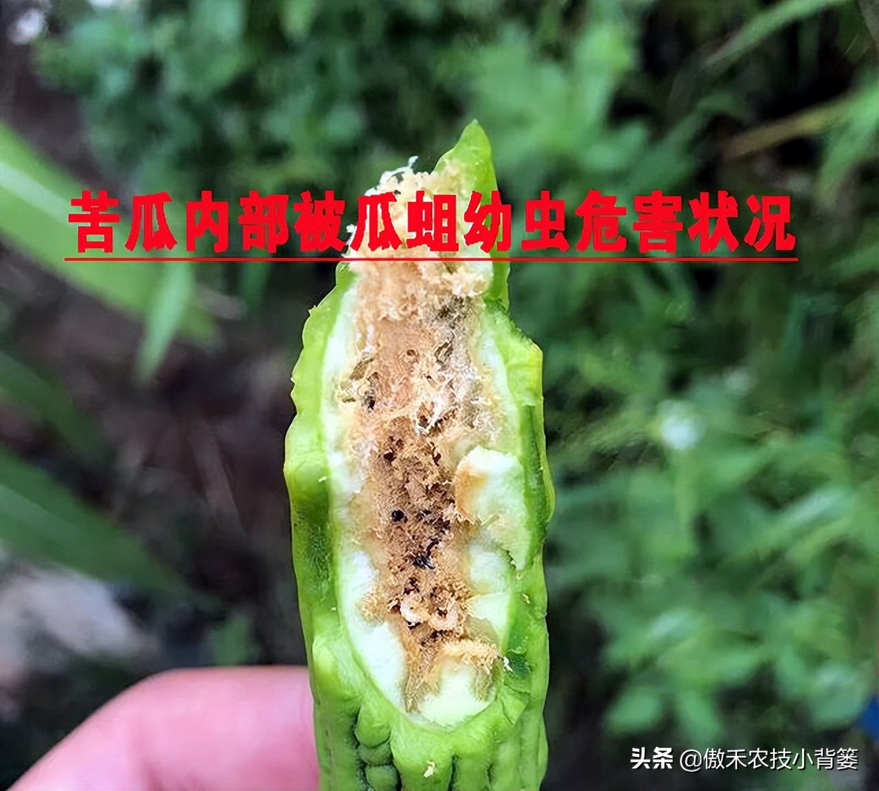 预防瓜果被虫咬的方法,瓜果有虫用什么药物