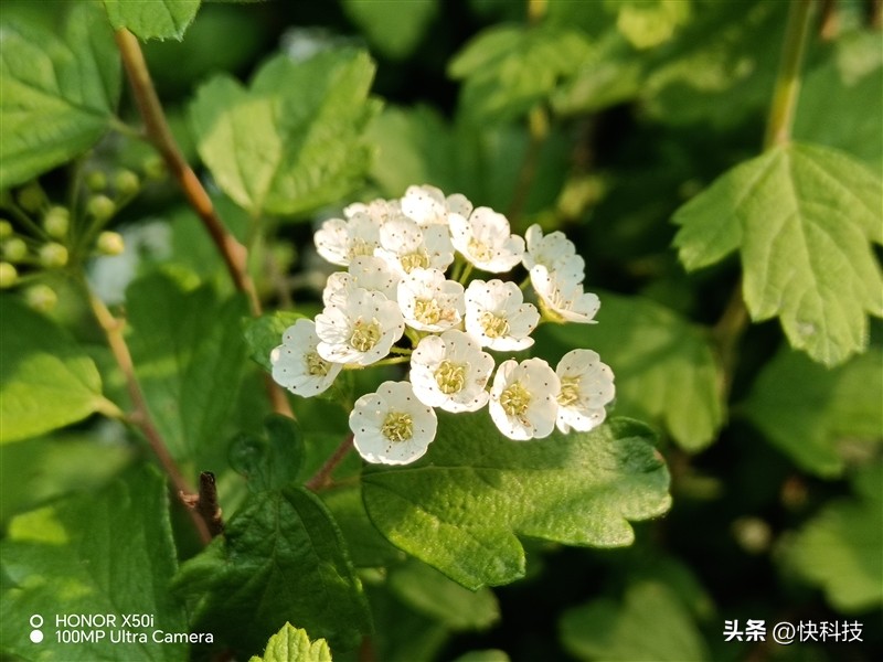 荣耀x50i拍照测评,荣耀x50i5g一亿像素超清影像