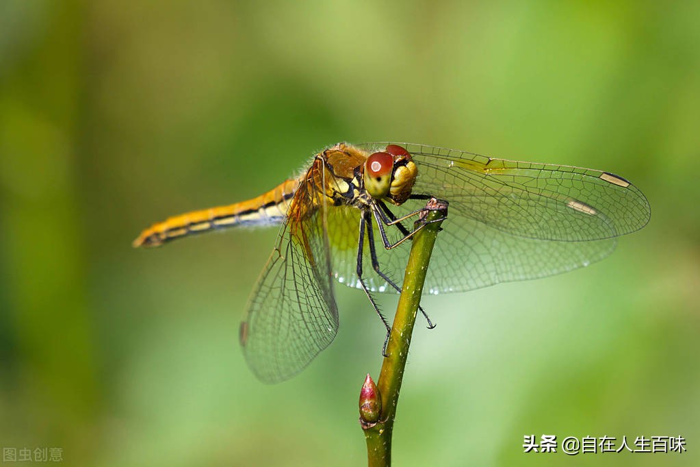 夏天常见的虫子外壳硬,农村房子里面常见的虫子有哪些