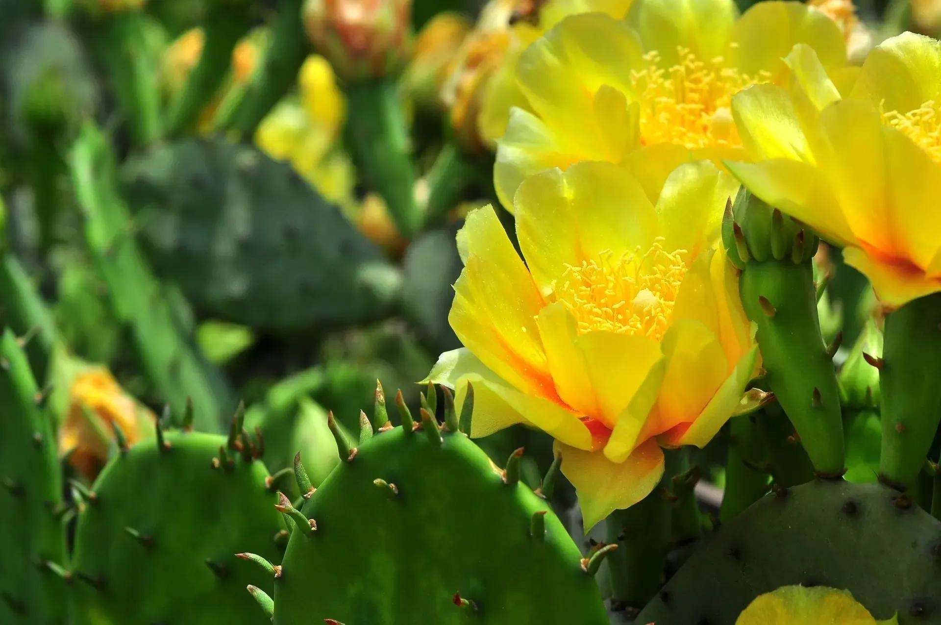 国色天香秀色可餐的美女 (秀色可餐与国色天香)