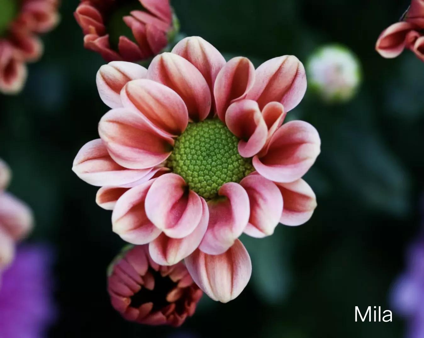 深圳东湖公园菊花展什么时候结束,深圳东湖公园菊花展2019几点唱戏