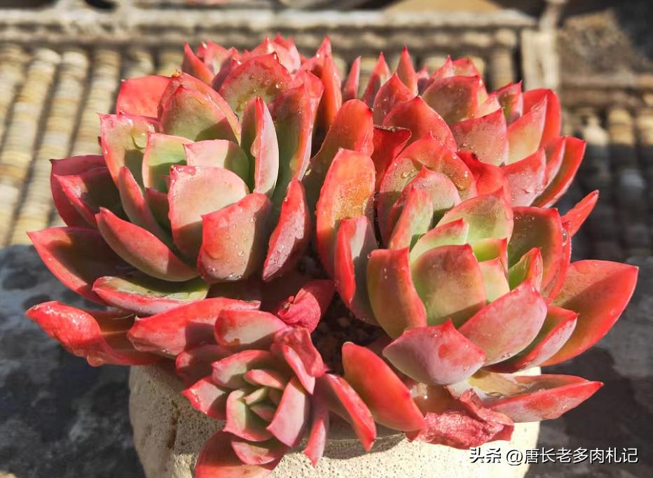 多肉长时间不发根怎么办,多肉为什么老是不服盆