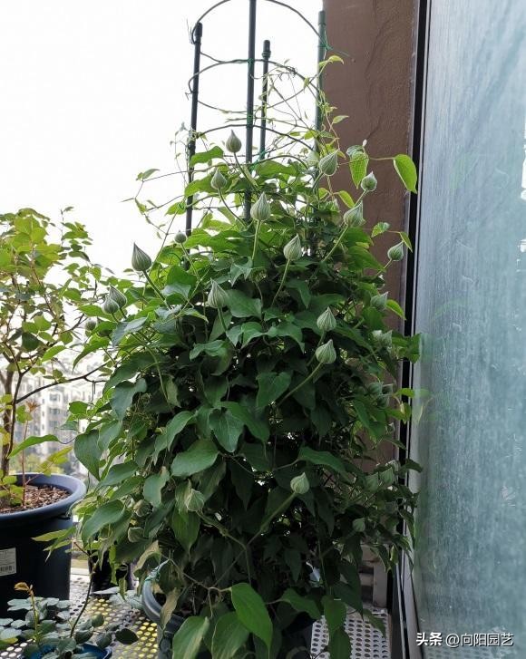 怎么才能买到品种好的铁线莲,包邮区适合种的铁线莲品种