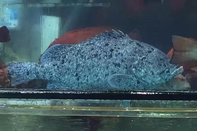 鱼类食材大全名称图片,鱼类菜谱大全100种