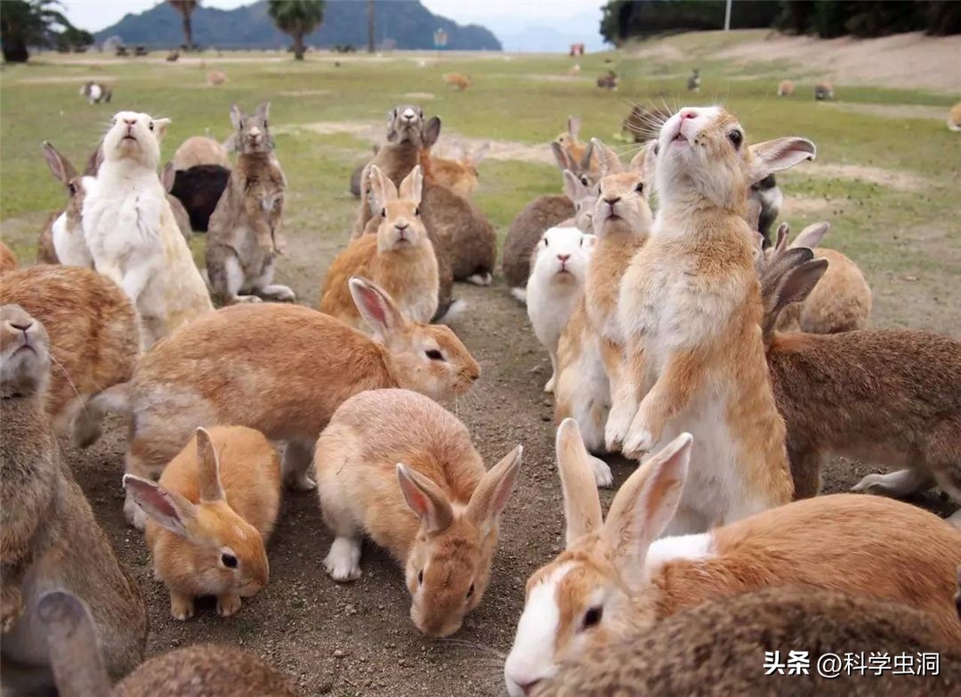 澳洲的野兔泛滥成灾的主要原因,澳洲野兔泛滥的时候究竟有多可怕