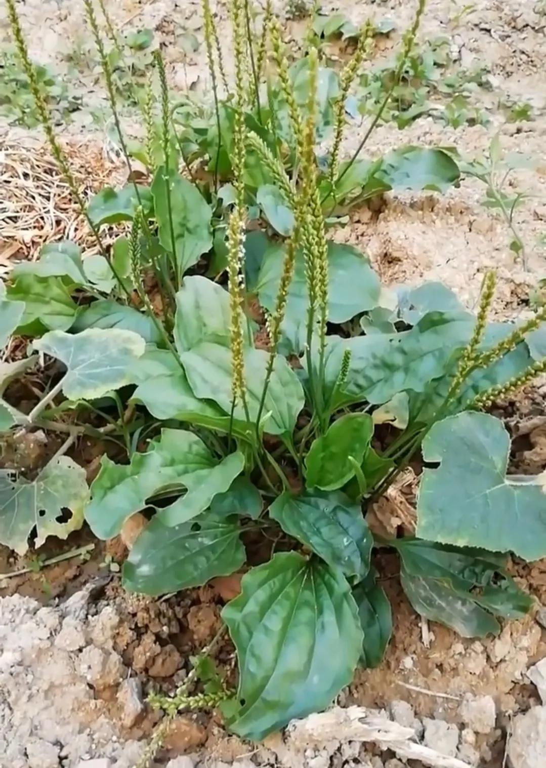 农村常见的顽固藤条植物,农村常见的止血植物图片