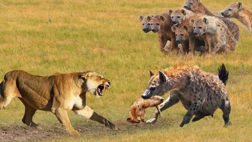 猪八戒和沙和尚的真实实力,猪八戒孙悟空和沙和尚谁最强