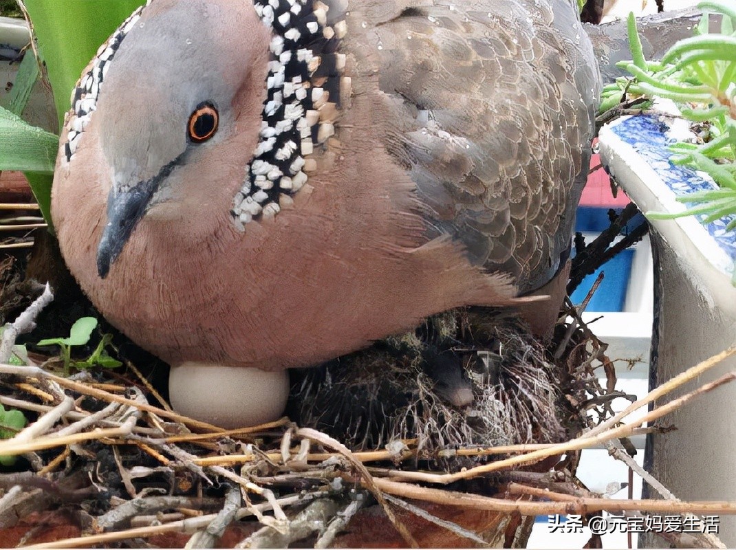 鸟窝怎么防大雨,鸟窝下雨天怎么处理