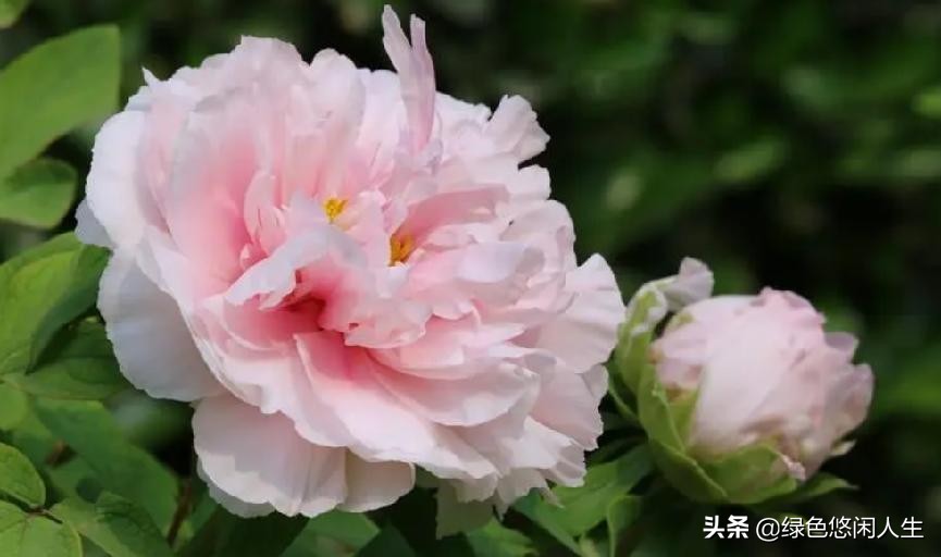 玉堂春富贵指哪些花,玉堂锦绣富贵春寓意