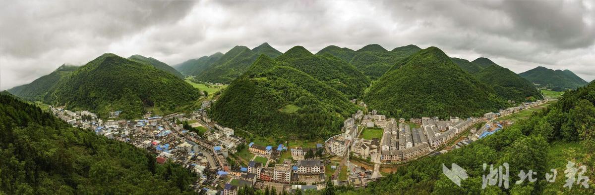 湖北恩施板桥镇党参,中国党参之乡湖北恩施板桥