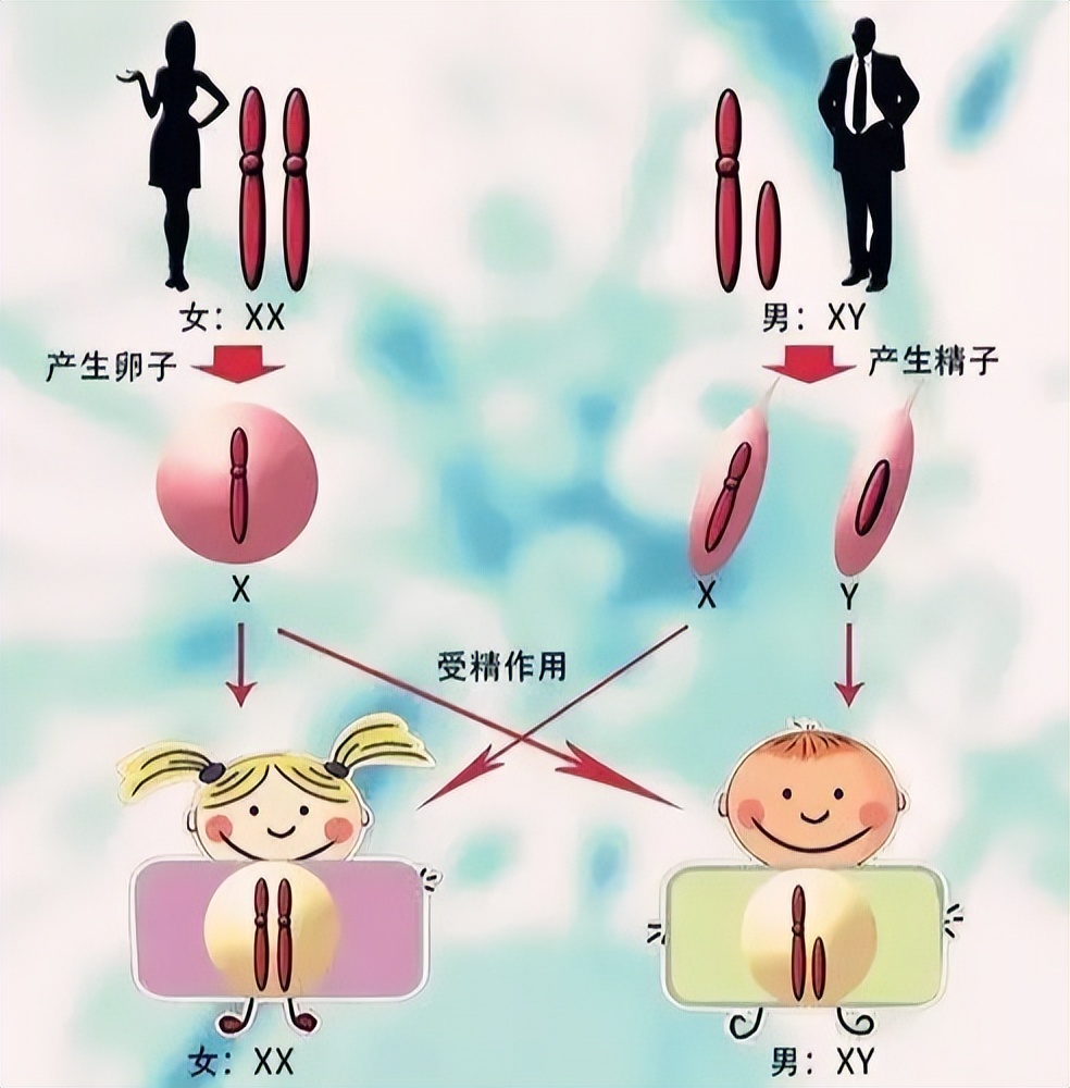 欧洲的性别有多少种,欧洲有几个性别