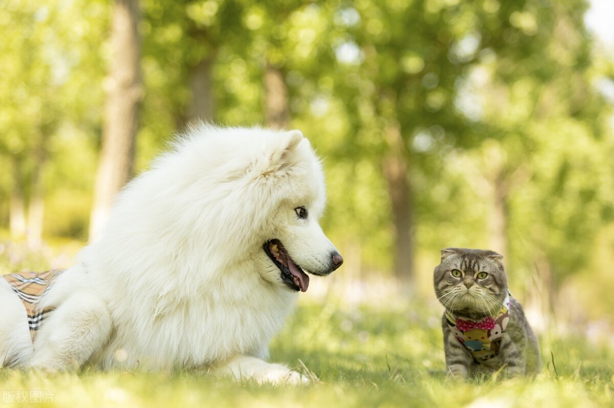 萨摩耶饲养之注意事项,萨摩耶狗生病的所有症状