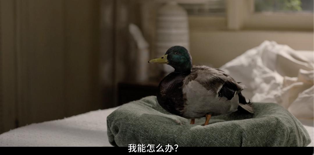 招黑网红现状,被黑最惨的网红