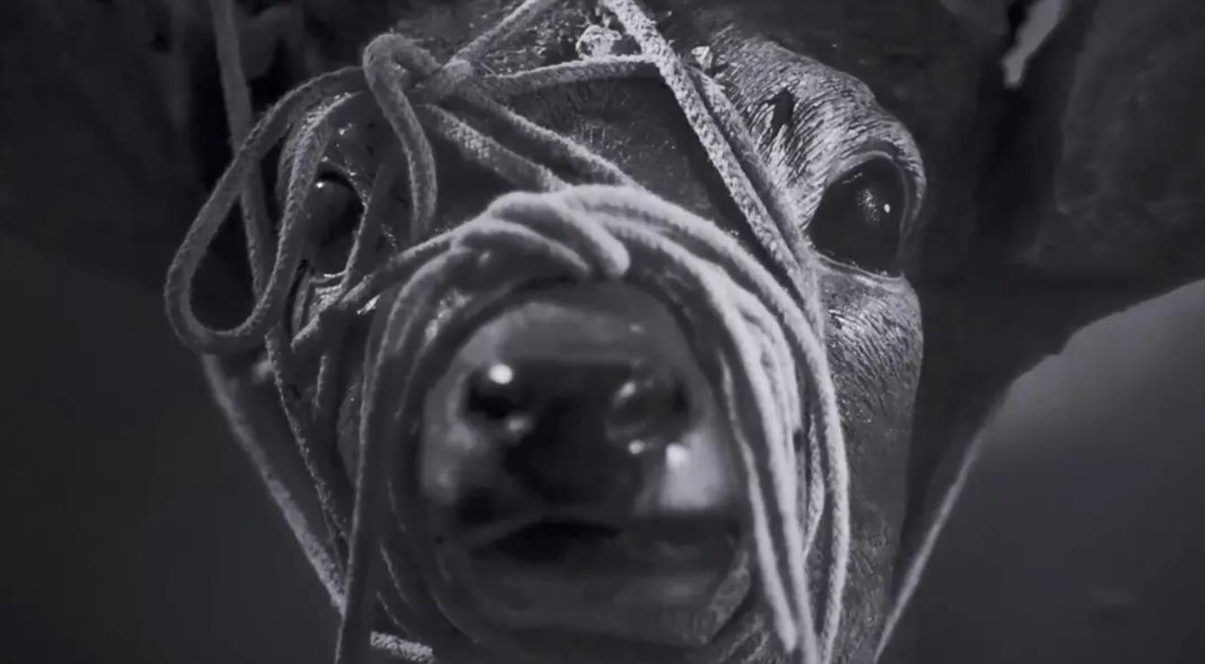 智齿港片,智齿港片电影