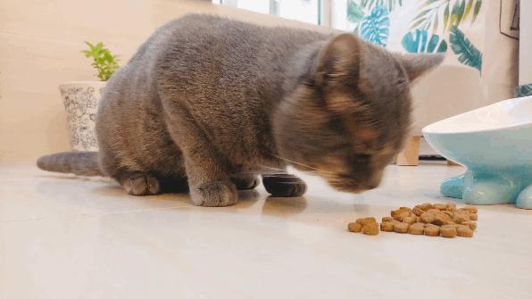 猫咪日常护理常识,猫咪护理需要哪些