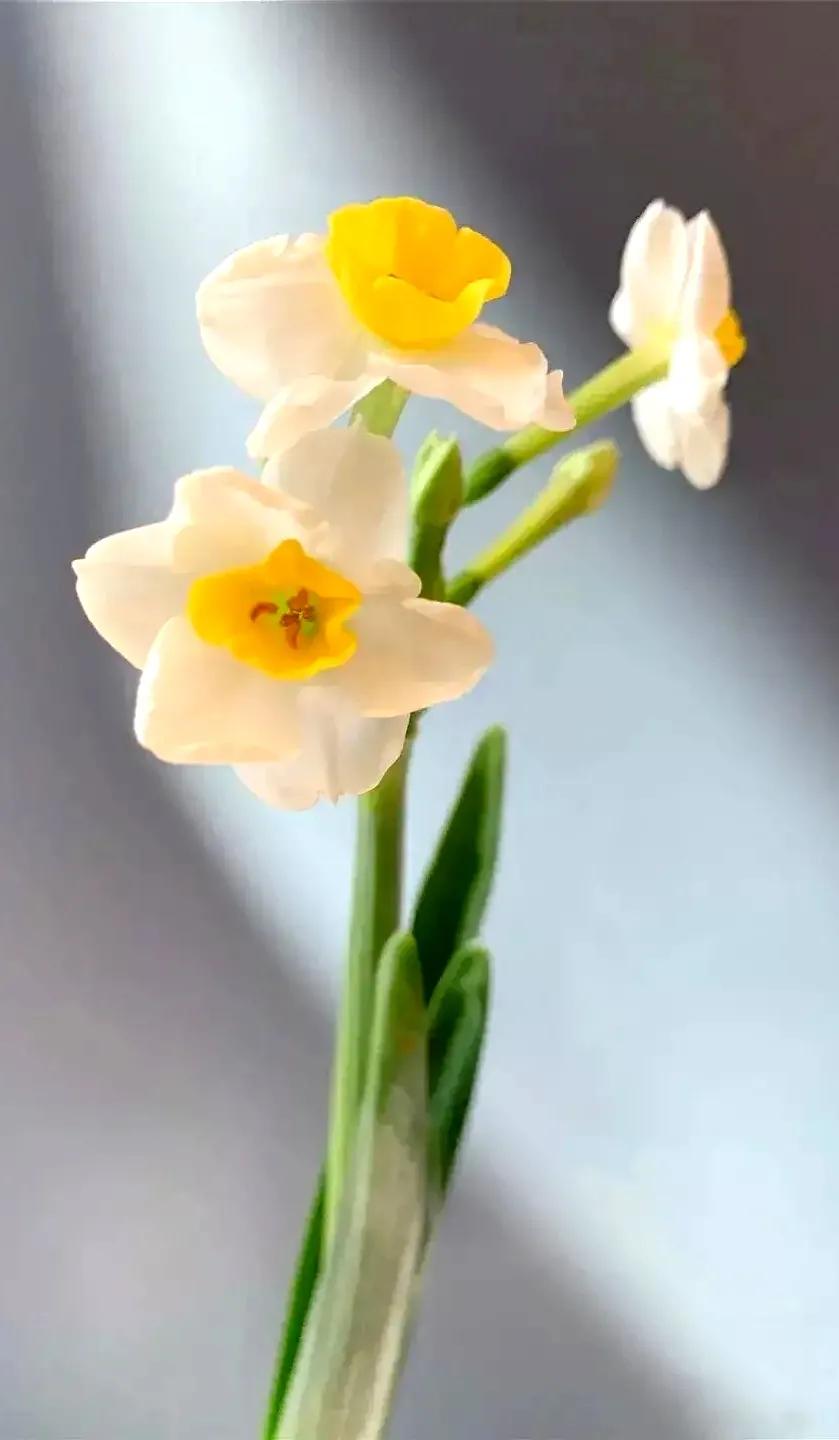 古诗词中的水仙花：飘零尘俗客再见水仙花