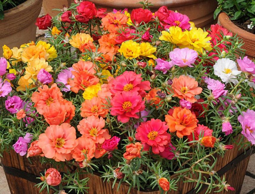 春季最好养的盆栽花卉图片,春季户外花园适合种植的花卉