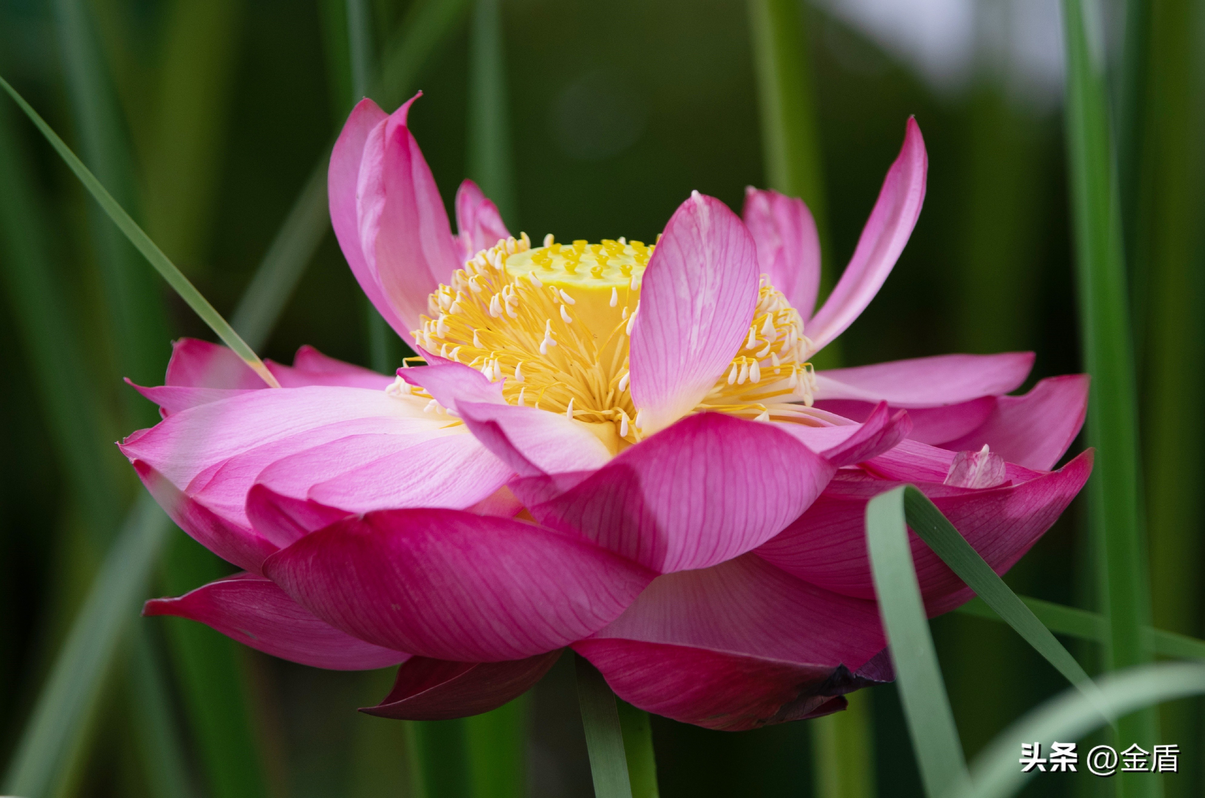 荷花中的隐藏的精神,荷花具有什么样的品格和志向