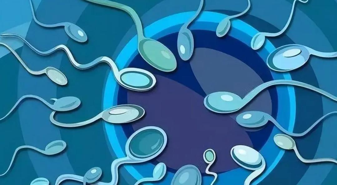 男性长期精子不代谢,男性精子10年不释放会有何后果