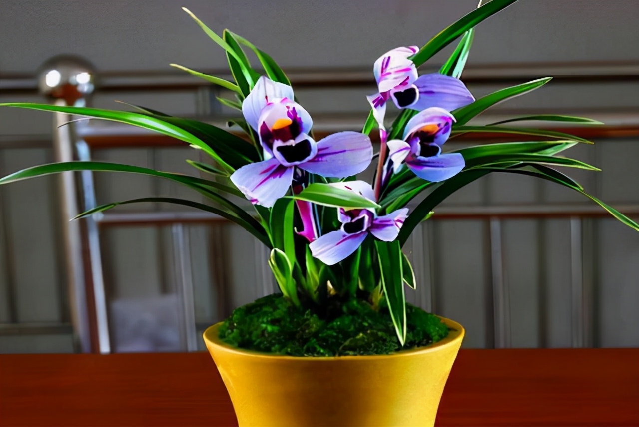 建兰花开富贵好养吗,建兰富贵红荷简介