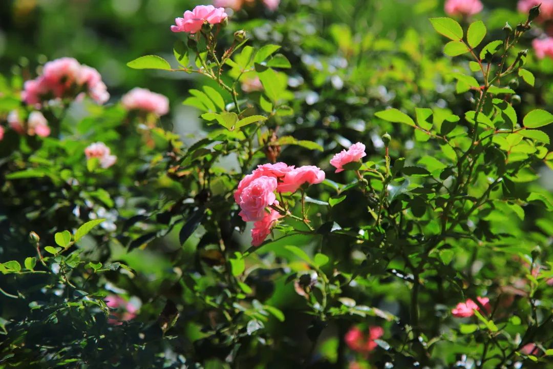 北京周边的向日葵花海,顺义向日葵花海