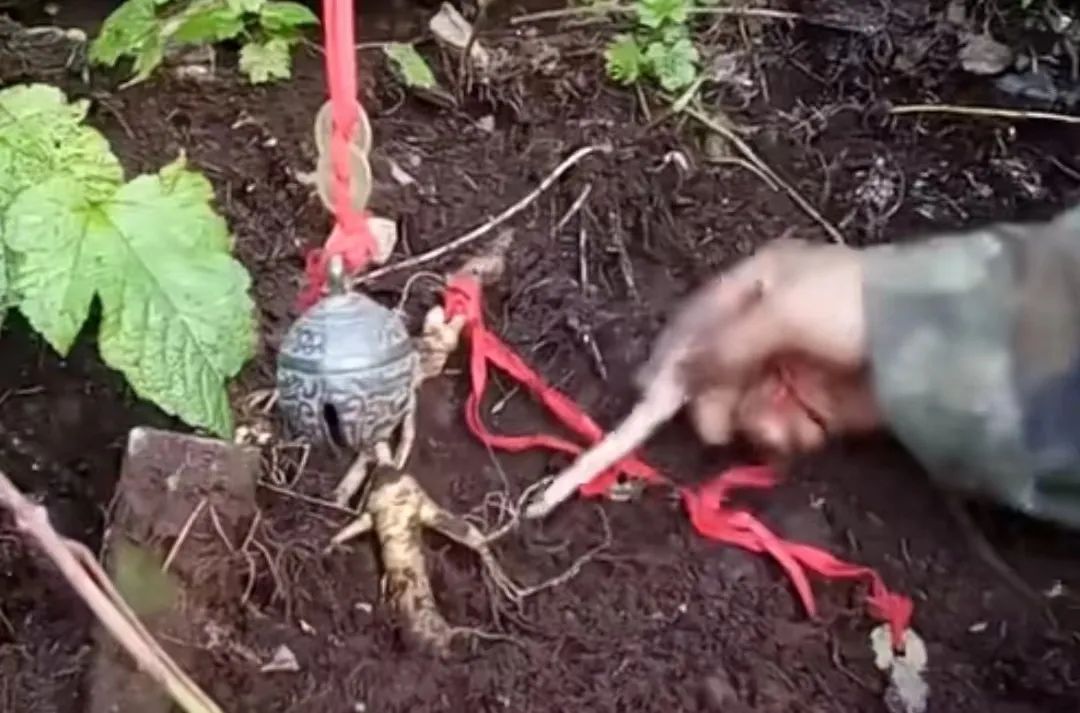 长白山滑雪夏令营,夏令营走进长白山