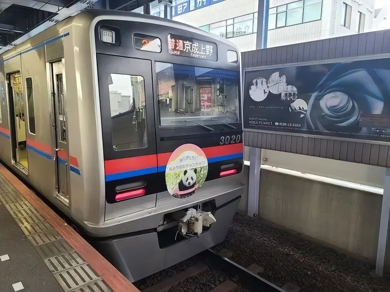 大熊猫香香回国香香出生,大熊猫香香回国后首次露面