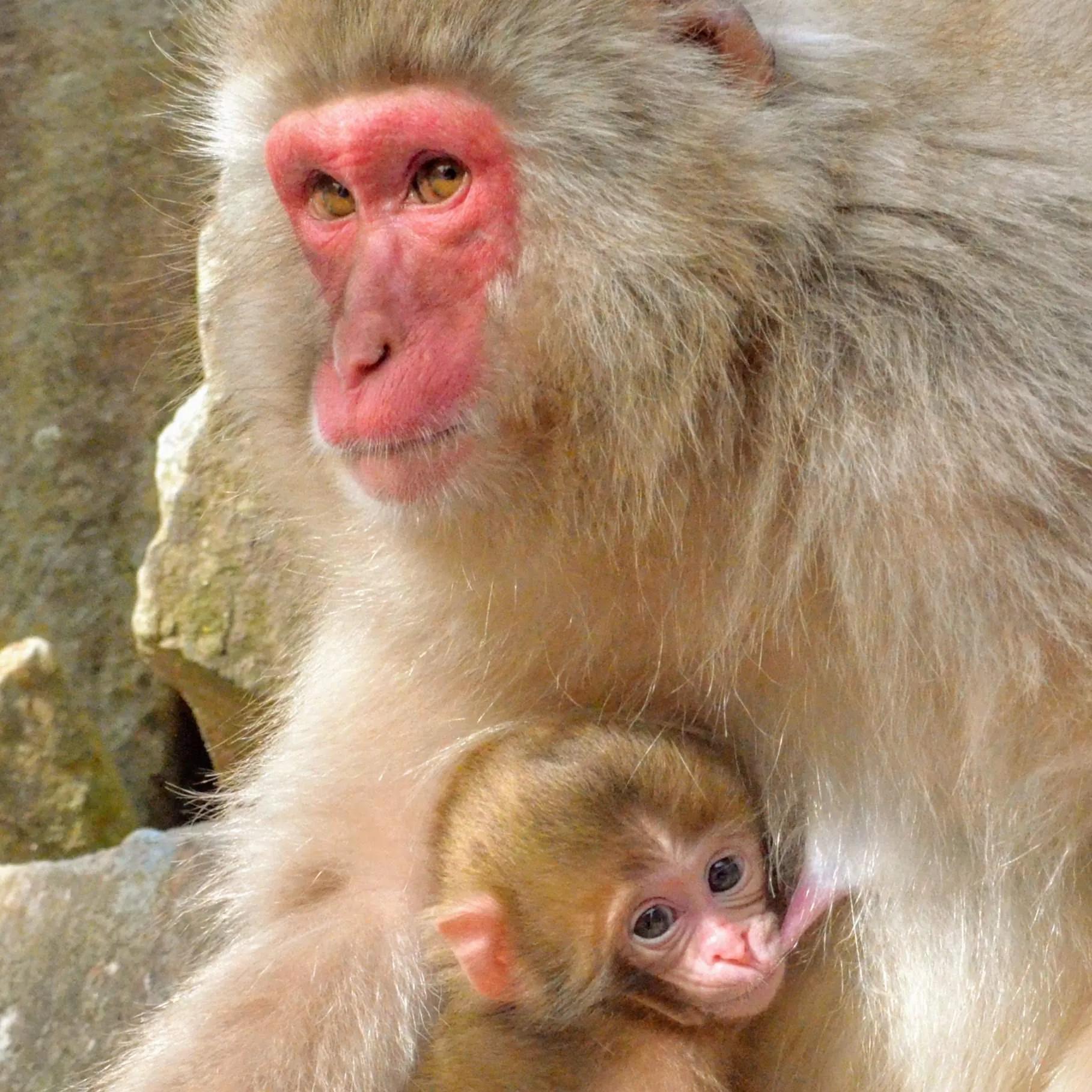 自然世界日本雪猴,日本猴子泡温泉