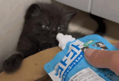 为什么猫咪养着养着就瘦了,猫咪为什么养着养着就发黄了