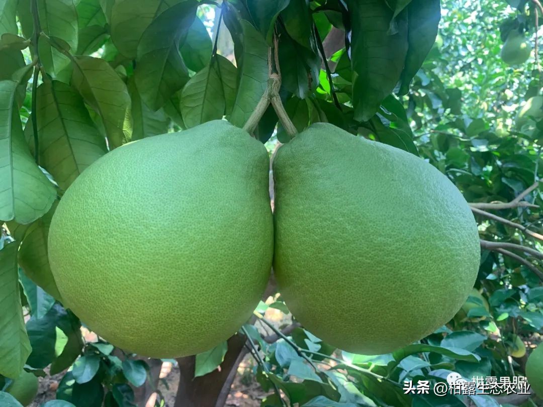 广西中国第一水果产区,广西十大水果产量排名