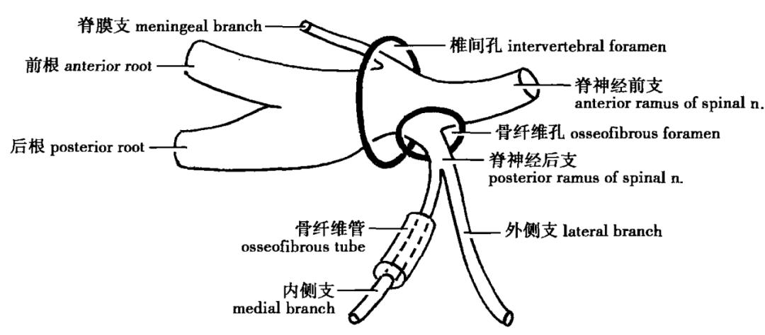 脊神经支配区域解剖图简图,脊神经及其分支的支配范围