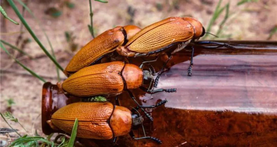 我们必须要改变瓶子的设计，不然这些甲虫就要绝种了