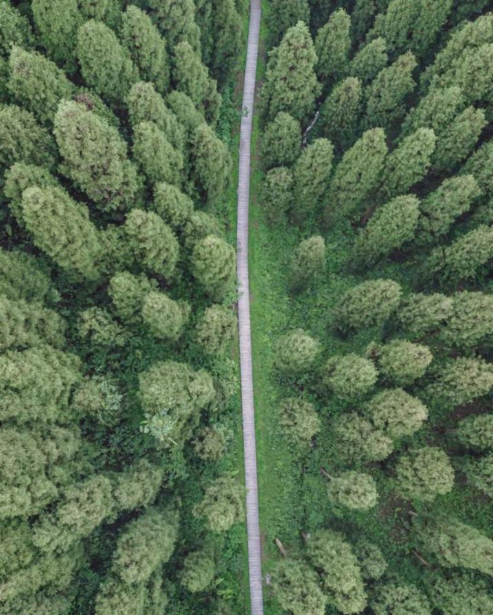 成都徒步原始森林好去处推荐,成都周边徒步森林公园推荐