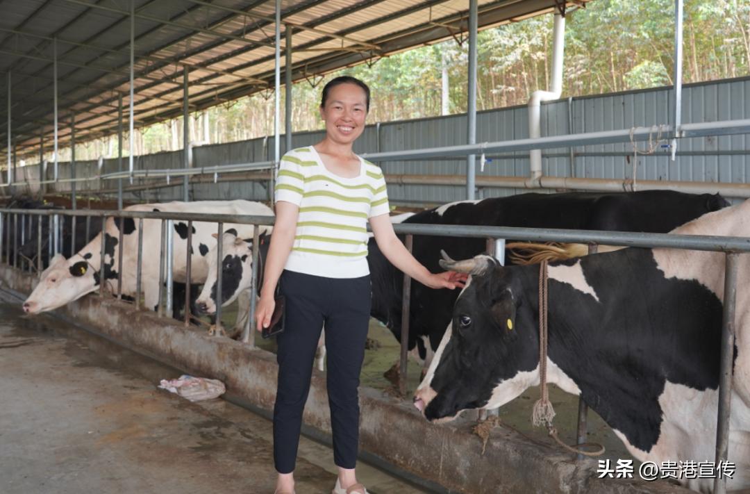 你平时喝的是公牛奶还是母牛奶,你平常喝的牛奶是真的牛奶吗