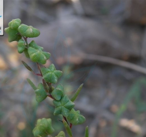 碱蓬俗称什么,植物碱蓬